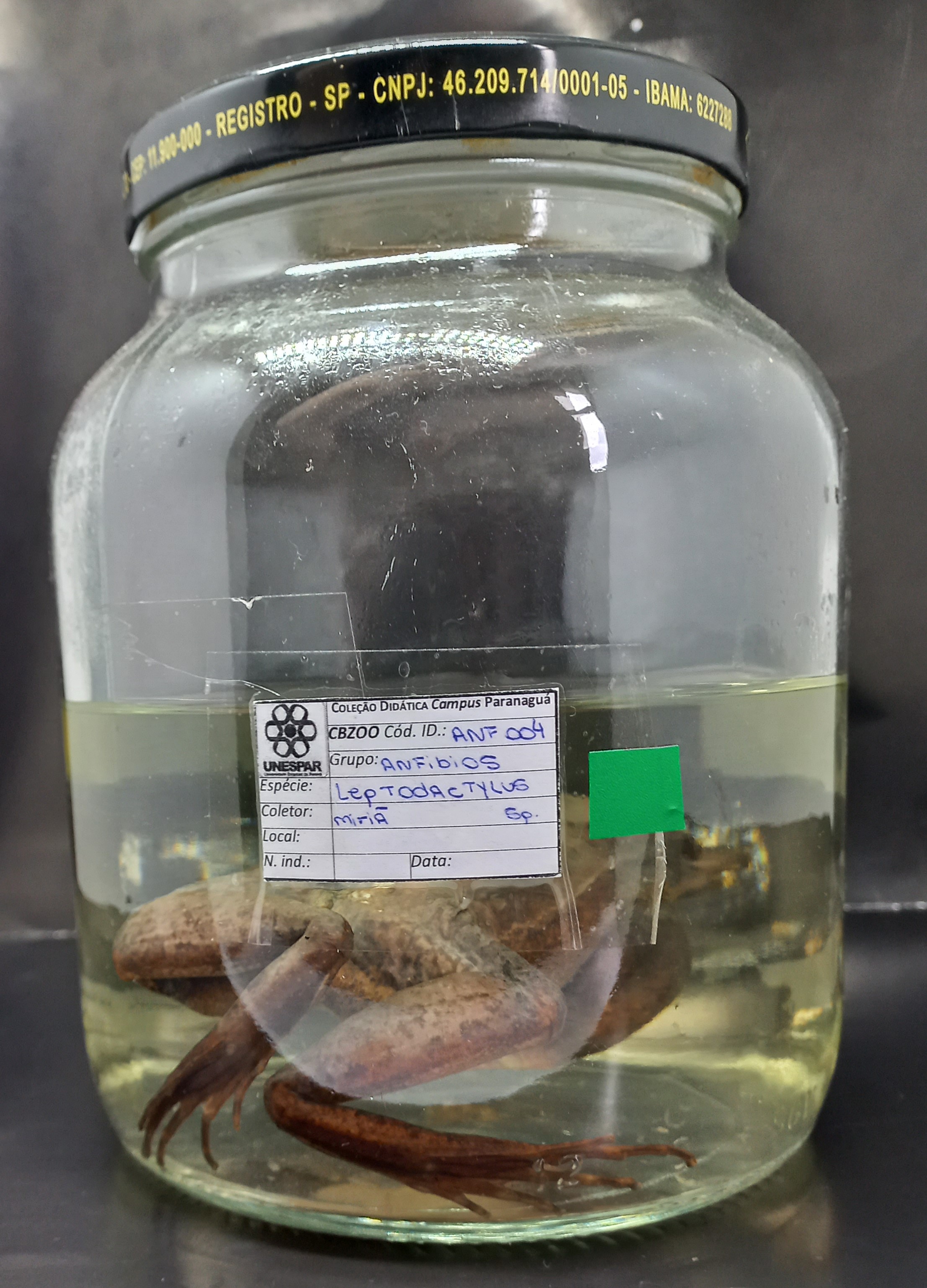 ANF004 - Leptodactylus sp -  Rã-manteiga