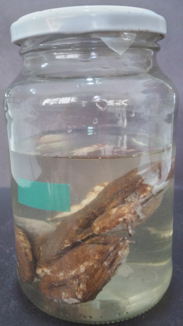 ANF013 - Leptodactylus sp -  Rã-manteiga.jpg