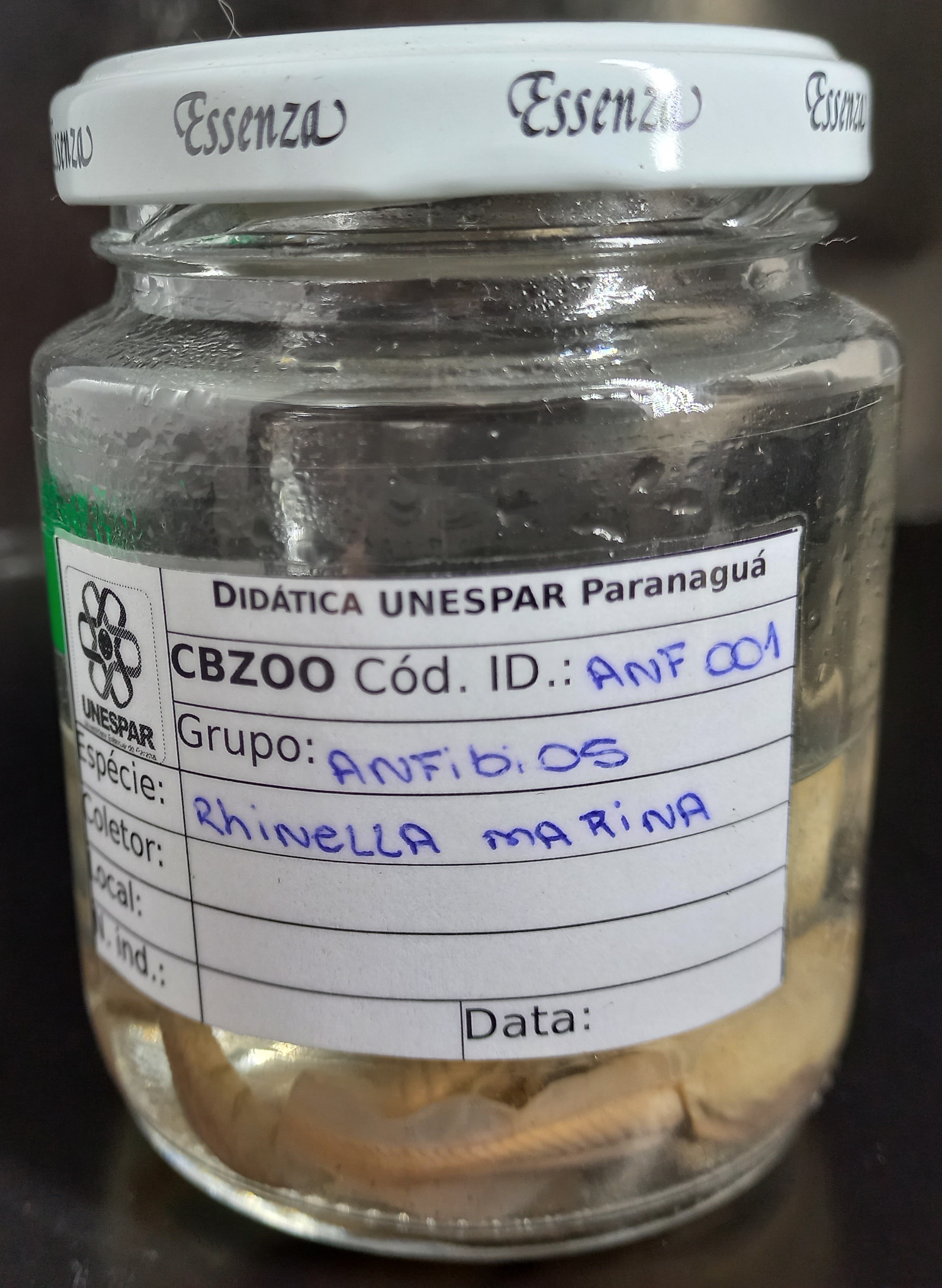 ANF001 - Rhinella marina -  Sapo Cururuzinho