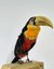 AVE020_ Ramphastos dicolorus _Tucano-do-bico-verde.jpg