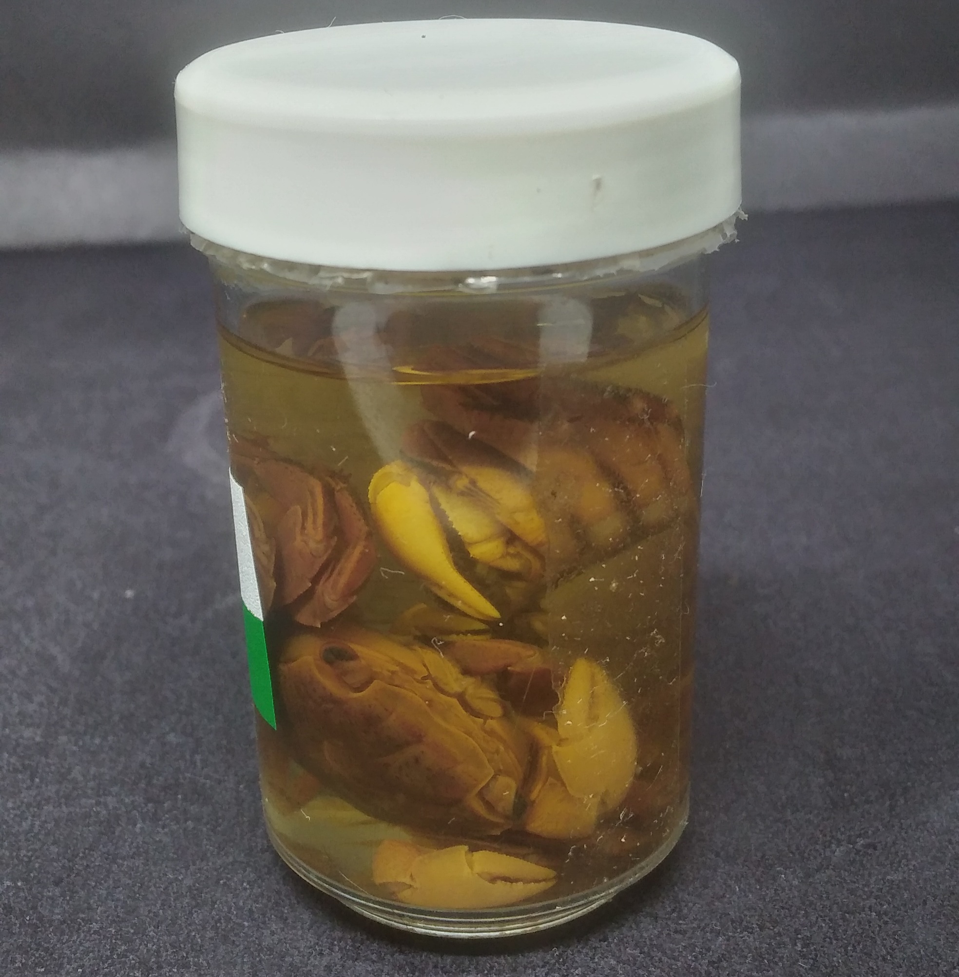 CRU186 - Sesarma rectum - Aratu