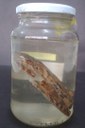 ANF005, ANF008 - Scinax fuscovarius - Perereca-de-banheiro.jpg