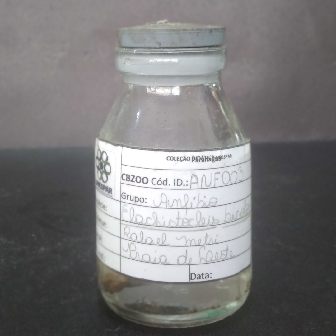 ANF003, ANF009 - Elachistocleis bicolor - Sapinho-guarda .jpg