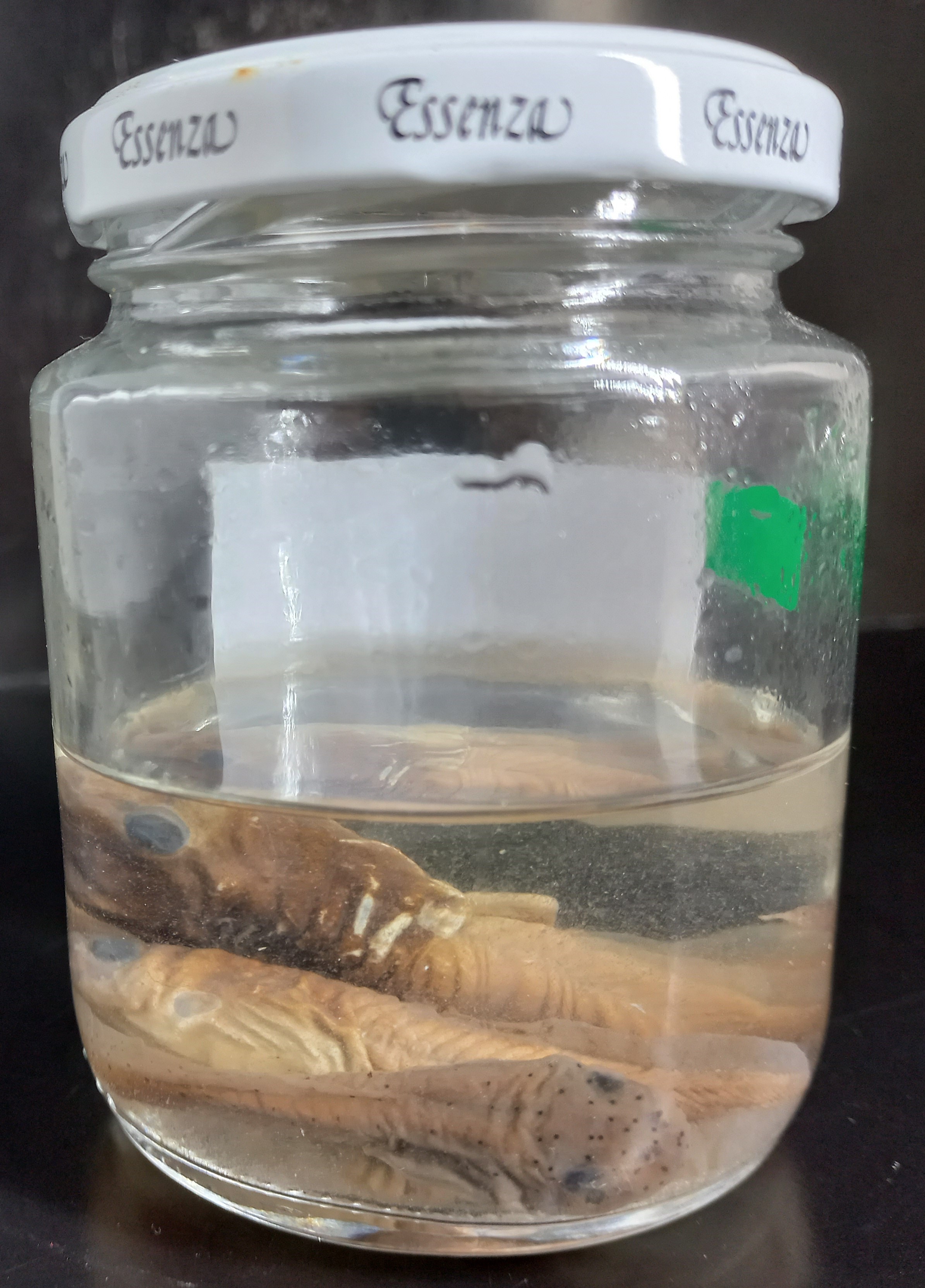 ANF001 - Rhinella marina -  Sapo Cururuzinho