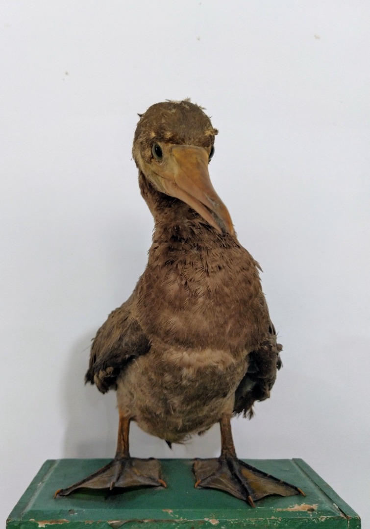 AVE025_Atobá-pardo_Sula leucogaster.jpg
