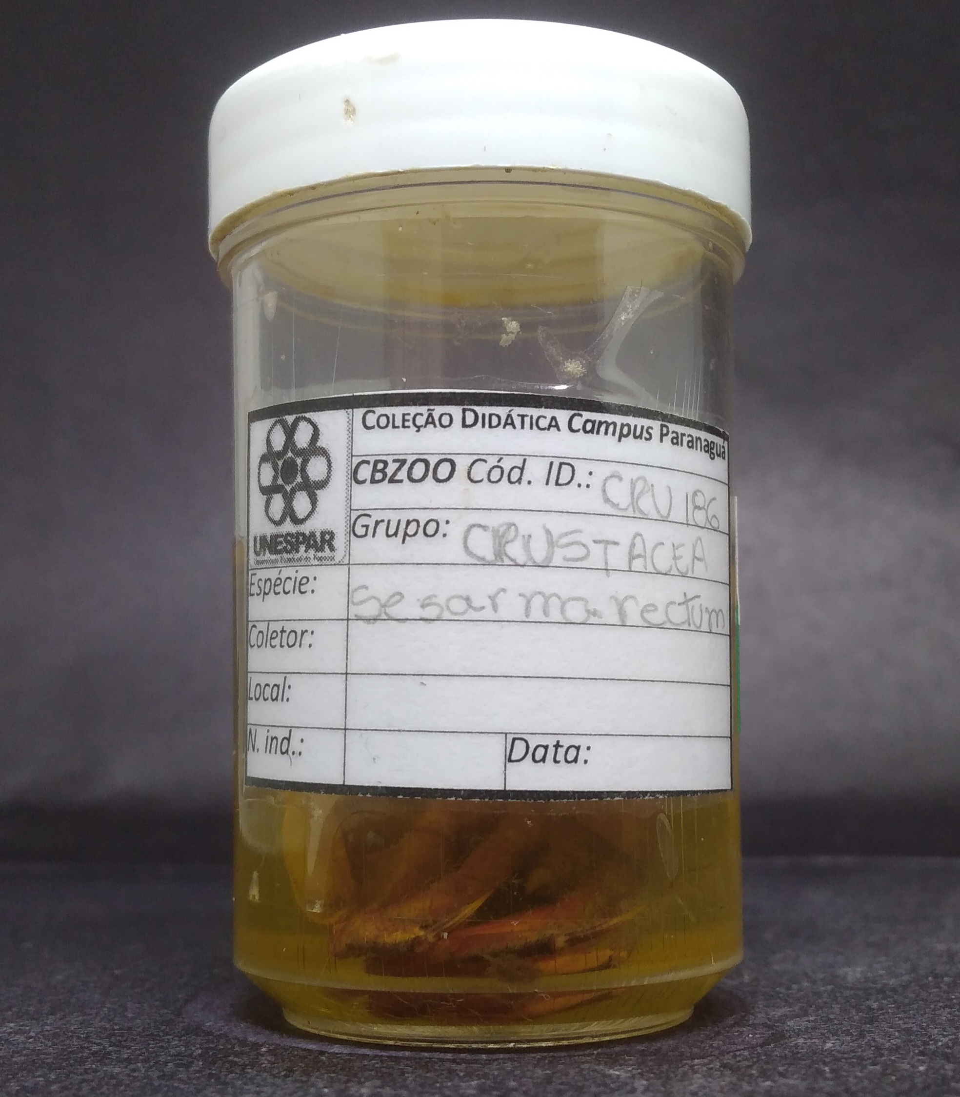 CRU186 - Sesarma rectum - Aratu