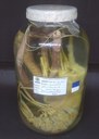 CRU180 - Macrobranchium rosenbergui - Camarão-Gigante-da-Malásia