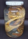 CRU117 - Cardisoma guaiamu - Guaiamu