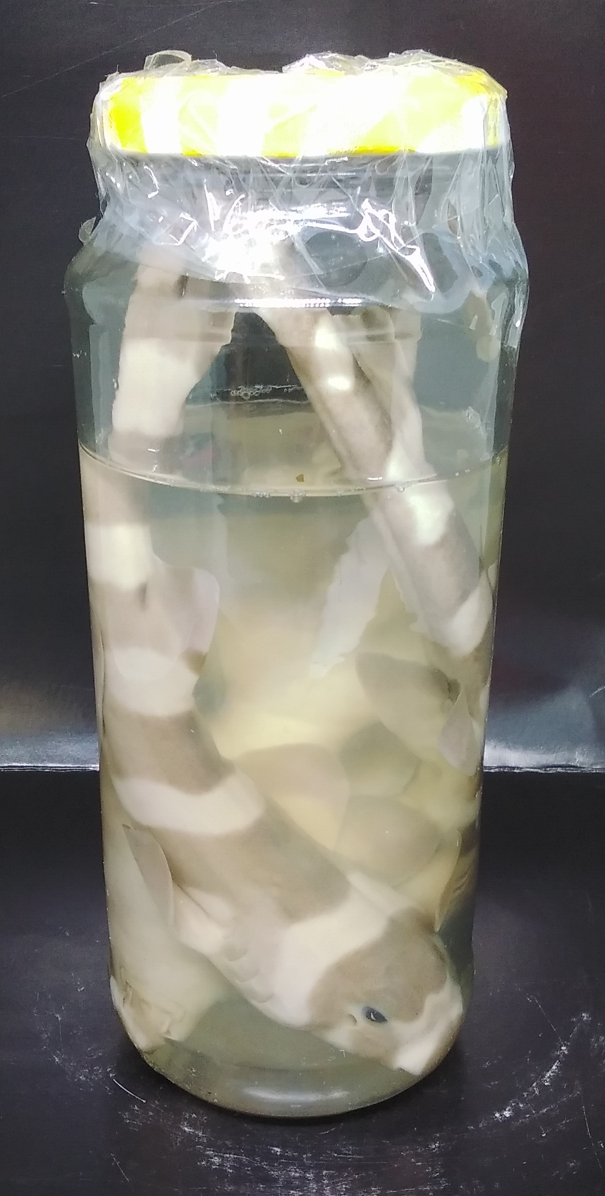 PEI059 - Chiloscyllium punctatum - Tubarão-bambu