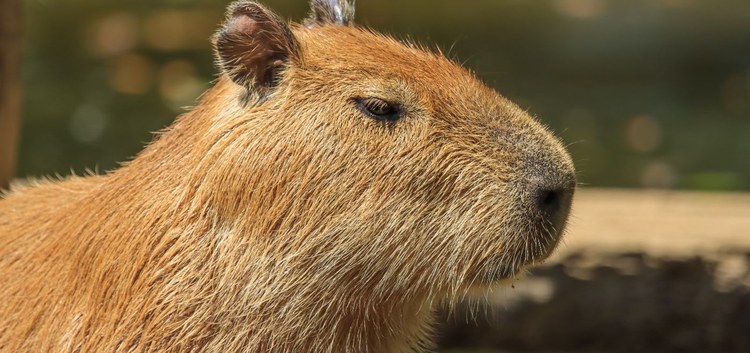 Capibara Capibara