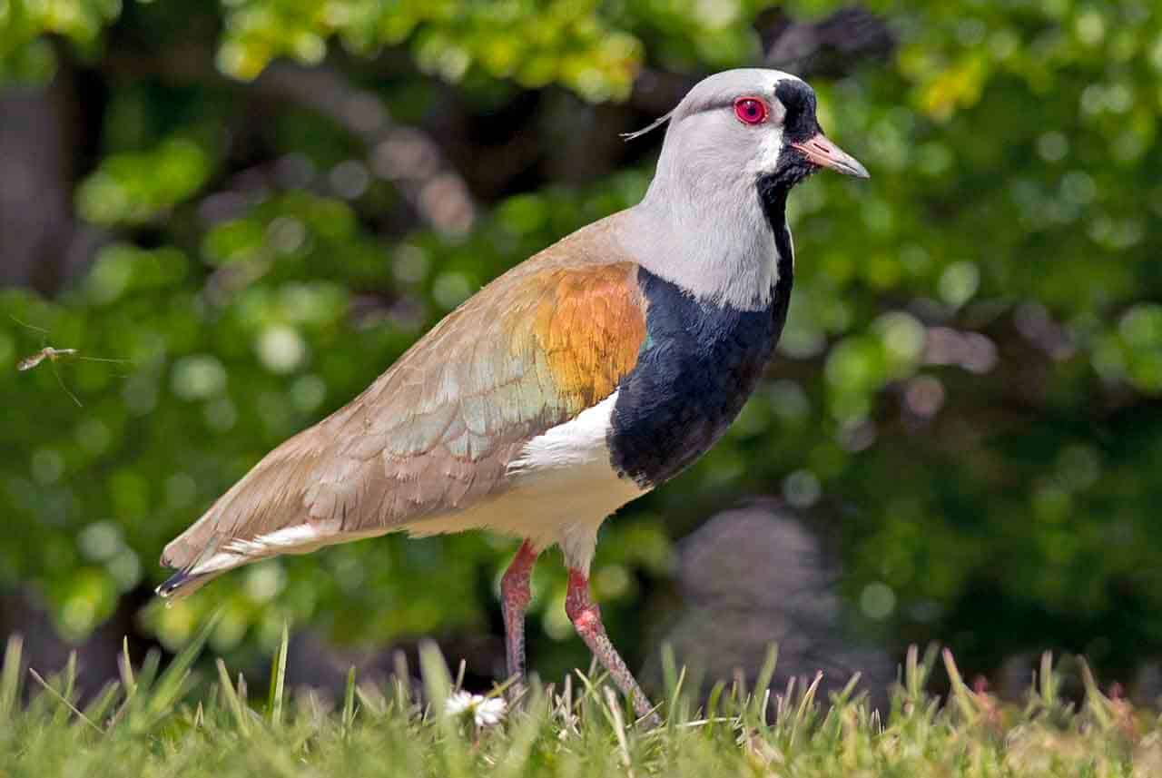 queroquero