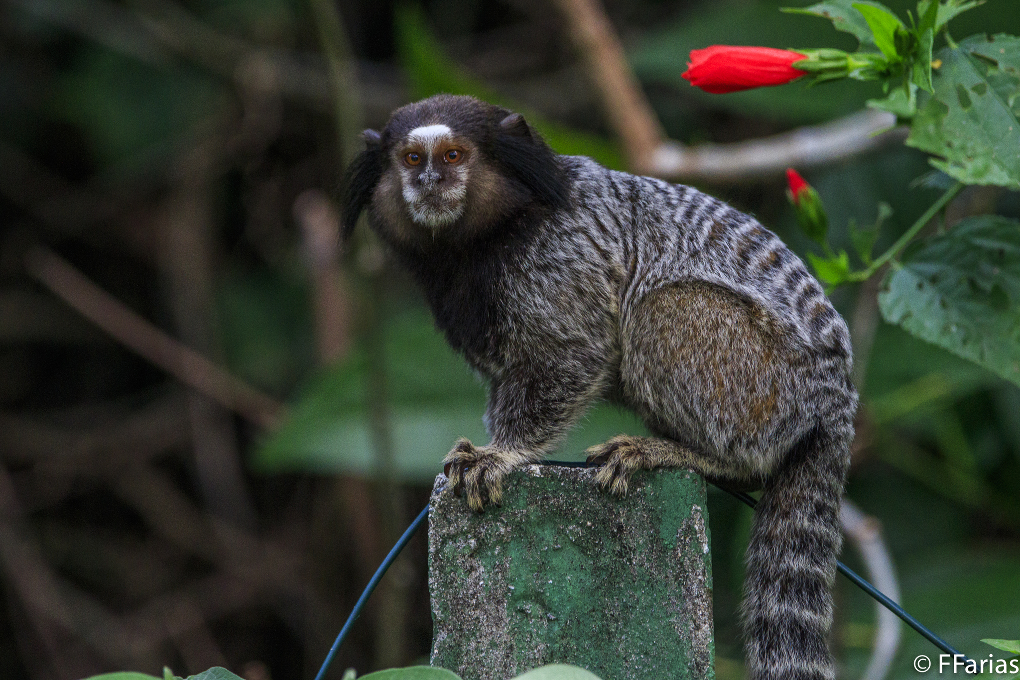 sagui