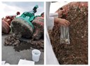 Professores do PALI Publicam Importante Estudo sobre Bioinvasão em Estruturas Flutuantes no Litoral do Paraná